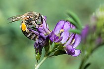 Biosphoto | 2453781 | Clover Melitta (Melitta leporina) female on alfalfa flowers, Vosges du Nord Regional Nature Park, France | &copy; Michel Rauch / Biosphoto