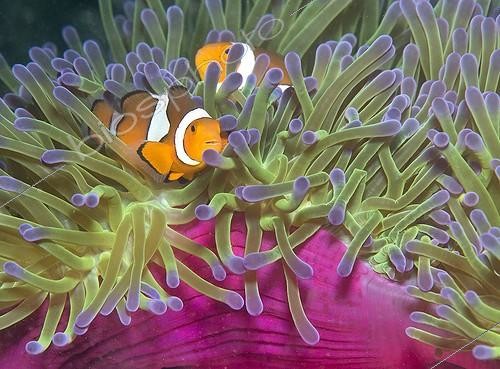Biosphoto | 814841 | Clown anemone fish on a magnificent sea anemone Witu Islands ; Concours National Nature Images Projetées (FPF) 2010<br>2010 Anzang Nature Photography competition | &copy; Eric Lefranc / Biosphoto