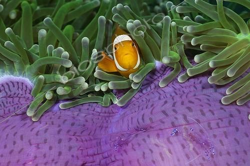 Biosphoto | 1443163 | Clown Anemonefish in Magnificent Sea Anemone Indonesia | &copy; Reinhard Dirscherl / Biosphoto