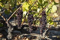 Biosphoto | 2166700 | Clusters of Muscat grapes just before harvest in mid-October, Muscat de Beaumes de Venise, Provence, France | &copy; Michel Rauch / Biosphoto