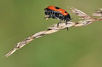 Biosphoto | 1254638 | Clytre des saules sur une graminée tenant une déjection | &copy; Patrick Glaume / Biosphoto