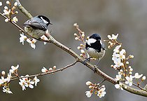 Biosphoto | 2448579 | Coal Tit (Periparus ater) on Black Thorn (Prunus spinosa) in bloom, Vosges du Nord Regional Natural Park, France | &copy; Michel Rauch / Biosphoto