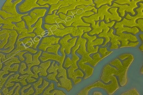 Biosphoto | 1000528 | Coastal Marsh Nature Park of the Bay of Cadiz Andalusia   | &copy; Juan-Carlos Muñoz / Biosphoto