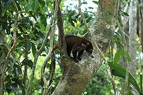 Biosphoto | 2395144 | Coati à museau blanc (Nasua narica) sur un tronc, Costa Rica | &copy; Jean-François Noblet / Biosphoto