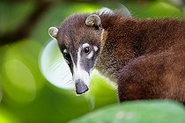 Biosphoto | 2519355 | Coati (Nasua nasua) portrait, Costa Rica | &copy; Cédric Join / Biosphoto
