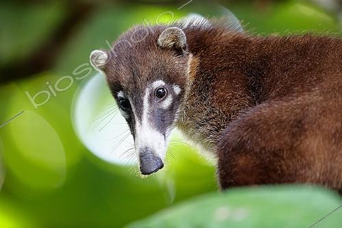 Biosphoto | 2519355 | Coati (Nasua nasua) portrait, Costa Rica | &copy; Cédric Join / Biosphoto