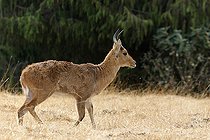 Biosphoto | 2395215 | Cob des roseaux (Redunca redunca) marchant, Dinshoi, Ethiopie | &copy; Stéphan Bonneau / Biosphoto