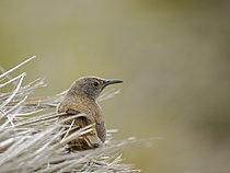 Biosphoto | 2621550 | Cobb's wren (Troglodytes cobbi), endemic to the Falklands, in Tussock Grass on Bleaker Island. South America, Subantarctica, Falkland Islands, summer | &copy; Martin Zwick / Biosphoto