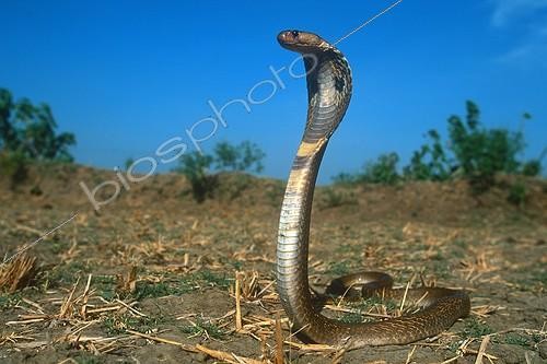 Biosphoto | 73477 | Cobra indien dressé Tamil Nadu | &copy; Tony Crocetta / Biosphoto