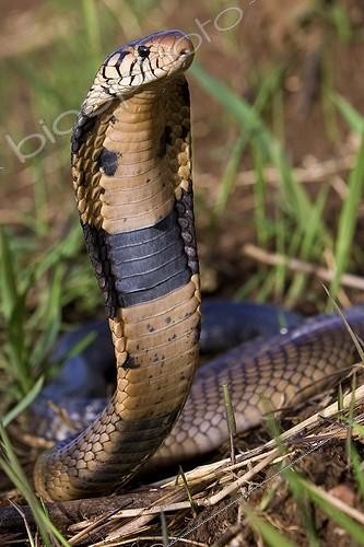 Biosphoto | 754752 | Cobra noir et blanc dressé dans l'herbe Cameroun ; Naja melanoleuca melanoleuca | &copy; Michel Gunther / Biosphoto