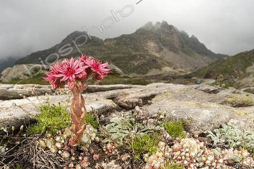 Biosphoto | 2552698 | Cobweb house-leek (Sempervivum arachnoideum) growing in tipical high altitude habitat, Gran Paradiso national park, Piedmont, Italy | &copy; Tonči Maletic / Biosphoto