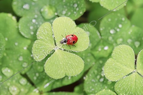 Biosphoto | 2486625 | Coccinelle à 2 points (Adalia bipunctata) sur une feuille, Suisse | &copy; Patrick Frischknecht / imageBROKER / Biosphoto