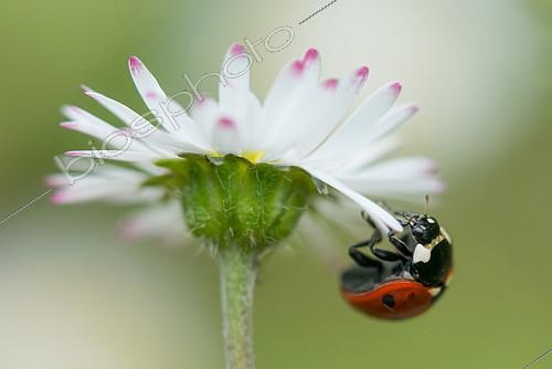 Biosphoto | 2415838 | Coccinelle à 7 points (Coccinella septempunctata) sur fleur de Pâquerette vivace (Bellis perennis) dans un jardin, France | &copy; Stéphane Vitzthum / Biosphoto