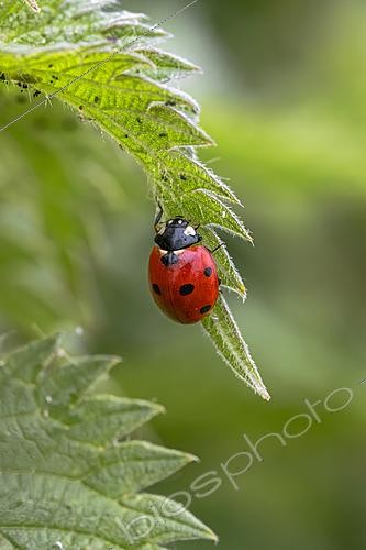 Biosphoto | 2622253 | Coccinelle à 7 points (Coccinella septempunctata) en quête de Pucerons sur une feuille d'Ortie dioïque (Urtica dioica), Gers, France | &copy; Marie Aymerez / Biosphoto