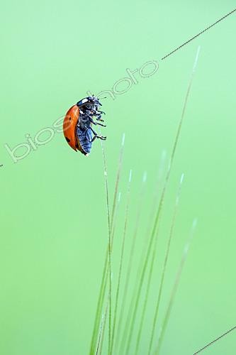 Biosphoto | 2629065 | Coccinelle à 7 points (Coccinella septempunctata) sur un épi, plateau de Bouxières aux Dames, Lorraine, France | &copy; Stéphane Vitzthum / Biosphoto