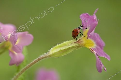 Biosphoto | 1308000 | Coccinelle à 7 points marchant sur une fleur de Primevère | &copy; Robin Monchâtre / Biosphoto