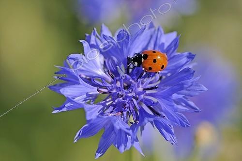 Biosphoto | 894457 | Coccinelle à 7 points sur Bleuet des champs dans une jachère ; Jachère semée par des agriculteurs | &copy; Denis Bringard / Biosphoto