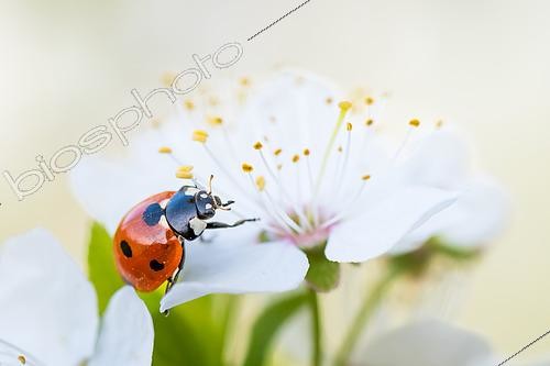 Biosphoto | 2620381 | Coccinelle à sept points (Coccinella septempunctata) sur une fleur de Prunus, bord de la Meurthe, Lorraine, France | &copy; Stéphane Vitzthum / Biosphoto