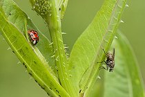 Biosphoto | 2051347 | Coccinelle à sept points et Mouche sur feuilles, Marais tourbeux du Conservatoire des Sites Naturels Lorrains, France | &copy; Stéphane Vitzthum / Biosphoto