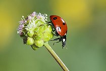 Biosphoto | 2051315 | Coccinelle à sept points sur bouton de fleur, Lorraine, France | &copy; Stéphane Vitzthum / Biosphoto
