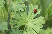 Biosphoto | 2051337 | Coccinelle à sept points sur une feuille, Lorraine, France | &copy; Stéphane Vitzthum / Biosphoto