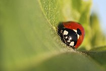 Biosphoto | 1254639 | Coccinelle à sept points sur une plante en bord de Loire | &copy; Patrick Glaume / Biosphoto