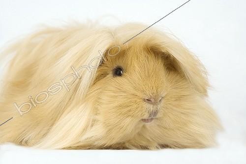 Biosphoto | 352073 | Cochon d'Inde péruvien  | &copy; Claudius Thiriet / Biosphoto