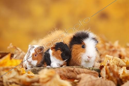 Biosphoto | 2392807 | Cochon d'Inde Teddy Suisse femelle avec deux jeunes dans les feuilles mortes | &copy; P. Wegner / imageBROKER / Biosphoto