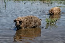 Biosphoto | 1236174 | Cochons laineux dans le PN de l'Hortobagy en Hongrie | &copy; Jean-François Noblet / Biosphoto