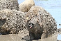 Biosphoto | 1236198 | Cochons laineux dans le PN de l'Hortobagy en Hongrie | &copy; Jean-François Noblet / Biosphoto