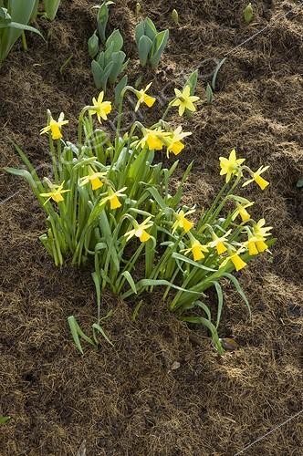 Biosphoto | 1041747 | Coconut fiber mulching on feet of narcissus 'Tête à Tête' | &copy; Alexandre Petzold / Biosphoto