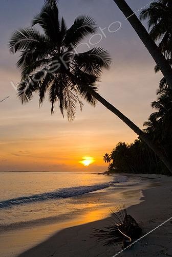 Biosphoto | 2510452 | Cocotiers au lever du soleil. Indonésie. Océan Indien | &copy; Andrey Gudkov / Biosphoto