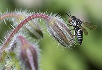 Biosphoto | 2410339 | Coelioxys (Coelioxys afra) femelle sur fleur de Bourrache, abeilles parasites, Parc naturel régional des Vosges du Nord, France | &copy; Michel Rauch / Biosphoto