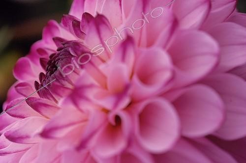 Biosphoto | 94012 | Coeur de Dahlia en septembre  | &copy; NouN / Biosphoto