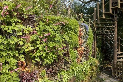 Biosphoto | 1528892 | Coeur-de-Marie sur mur végétal dans un jardin au printemps ; Concepteur: Pierre-Alexandre RISSER | &copy; Alexandre Petzold / Biosphoto