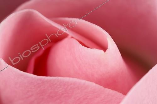 Biosphoto | 180411 | Coeur d'une Rose France | &copy; Claudius Thiriet / Biosphoto