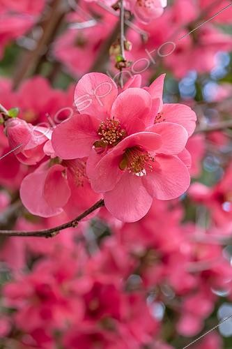 Biosphoto | 2576750 | Cognassier à fleurs (Chaenomeles x speciosa) 'Umbilicata' | &copy; Marie Aymerez / Biosphoto