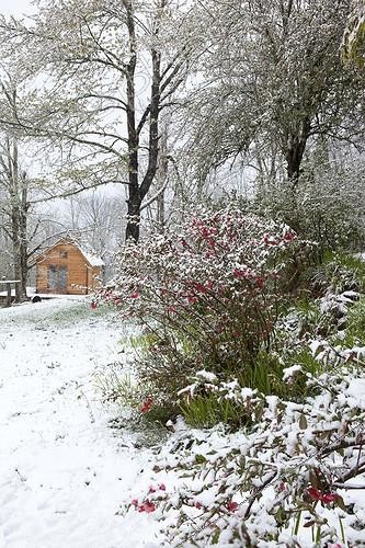 Biosphoto | 1649040 | Cognassier du Japon en fleur dans un jardin sous la neige | &copy; H. Curtis / Biosphoto