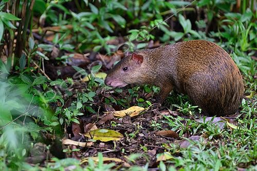 Biosphoto | 2607022 | Coiban agouti (Dasyprocta coibae), Coiba island, Panama | &copy; Régis Cavignaux / Biosphoto