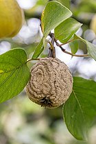 Biosphoto | 2582421 | Coing (Cydonia oblonga) atteint de Moniliose (Monilinia fructigena / linhartiana) sur l'arbre | &copy; Marie Aymerez / Biosphoto