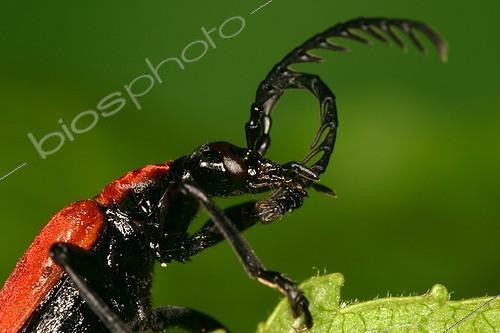 Biosphoto | 696076 | Coleoptere cleaning its antennae Moeraske Evere | &copy; Jacques Rosès / Biosphoto