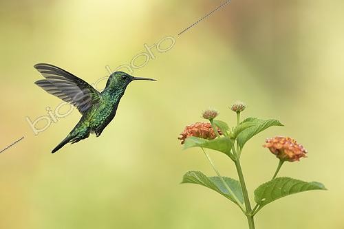 Biosphoto | 2592678 | Colibri à menton bleu (Chlorestes notata) en vol s'apprêtant à butiner une fleur de lantana en vol, Guyane Française | &copy; Nicolas Defaux / Biosphoto