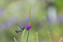 Biosphoto | 2545649 | Colibri à tête violette (Klais guimeti) butinant en vol, Costa Rica | &copy; Stéphane Vitzthum / Biosphoto