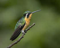 Biosphoto | 2455042 | Colibri à ventre châtain (Lampornis castaneoventris) femelle sur une branche, Hautes terres de Chiriqui, Panama | &copy; Ignacio Yufera / Biosphoto