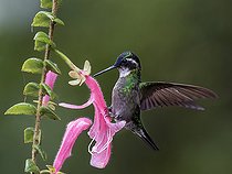 Biosphoto | 2570808 | Colibri à ventre châtain (Lampornis castaneoventris), mâle se nourrissant de la fleur endémique Columna chiriquensis, Chiriqui Highlands, Panama. | &copy; Ignacio Yufera / Biosphoto