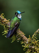 Biosphoto | 2608939 | Colibri à ventre châtain (Lampornis c. castaneoventris ), mâle, Chiriqui Highlands, Panama | &copy; Ignacio Yufera / Biosphoto