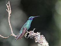 Biosphoto | 2621629 | Colibri d'Anaïs (Colibri coruscans) mâle sur une branche en forêt. Choco Andino. Equateur. Amérique du Sud | &copy; Brigitte Marcon / Biosphoto