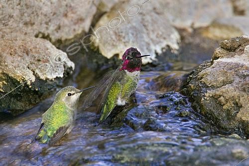 Biosphoto | 2404249 | Colibri d'Anna (Calypte anna) couple se baignant, Arizona, USA | &copy; E.J. Peiker / BIA / Biosphoto