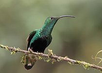 Biosphoto | 2601751 | Colibri de Lafresnaye (Lafresnaya lafresnayi) mâle sur une branche, Forêt des Andes équatoriales. Equateur Amérique du Sud | &copy; Brigitte Marcon / Biosphoto