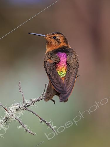 Biosphoto | 2608917 | Colibri étincelant (Aglaeactis cupripennis) montrant ses couleurs dorsales, Tolima, Colombie | &copy; Ignacio Yufera / Biosphoto
